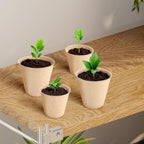 Biodegradable Seed Starter Pots for Easy Transplanting - Euroselle