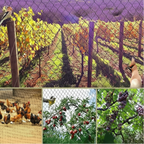 UV-Resistant Netting for Orchards, Birds & Deer - Euroselle