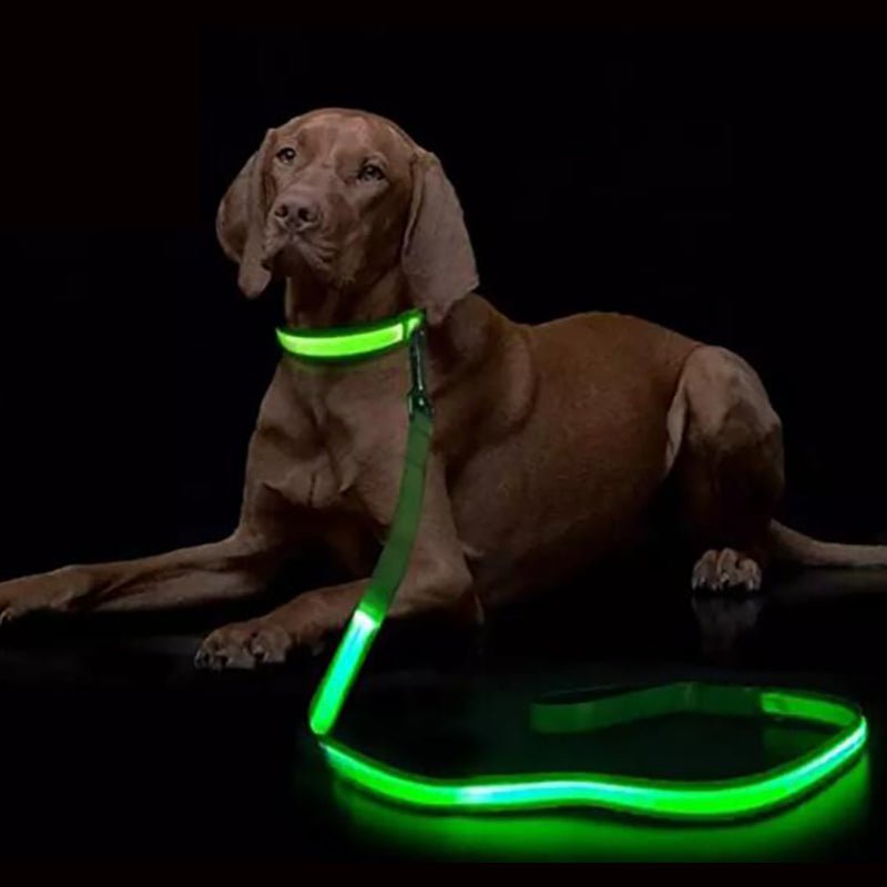 NovaTrail Night Walkers LED Dog Leash — Reflective Stitching, USB Rechargeable Battery