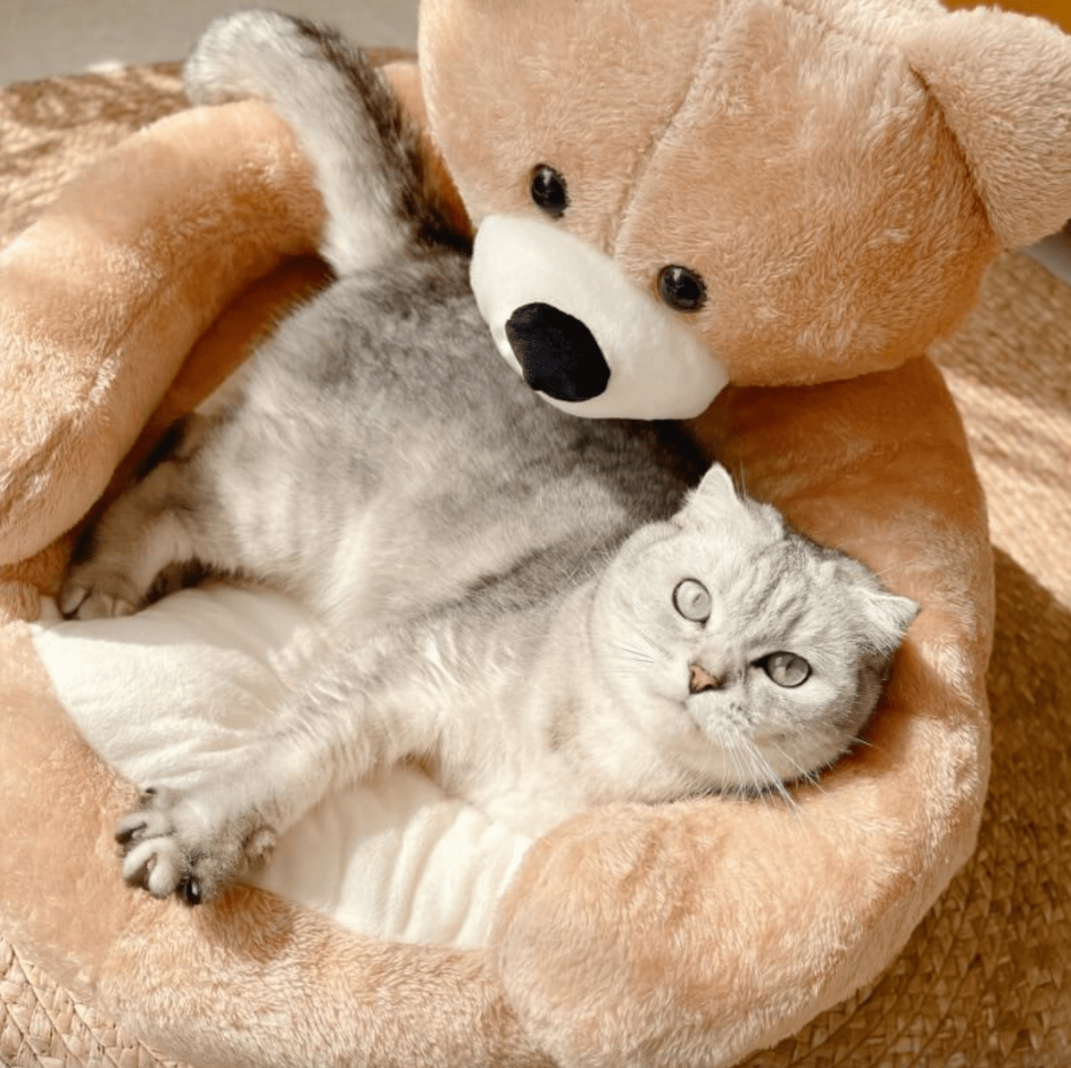 CozyNest Cat Bed — Raised Edge Design, Removable Washable Cover