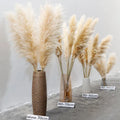 Confezione da 10 steli di erba della Pampa artificiale — canne soffici beige naturale