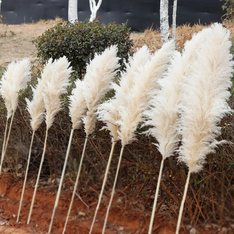 Confezione da 10 steli di erba della Pampa artificiale — canne soffici beige naturale