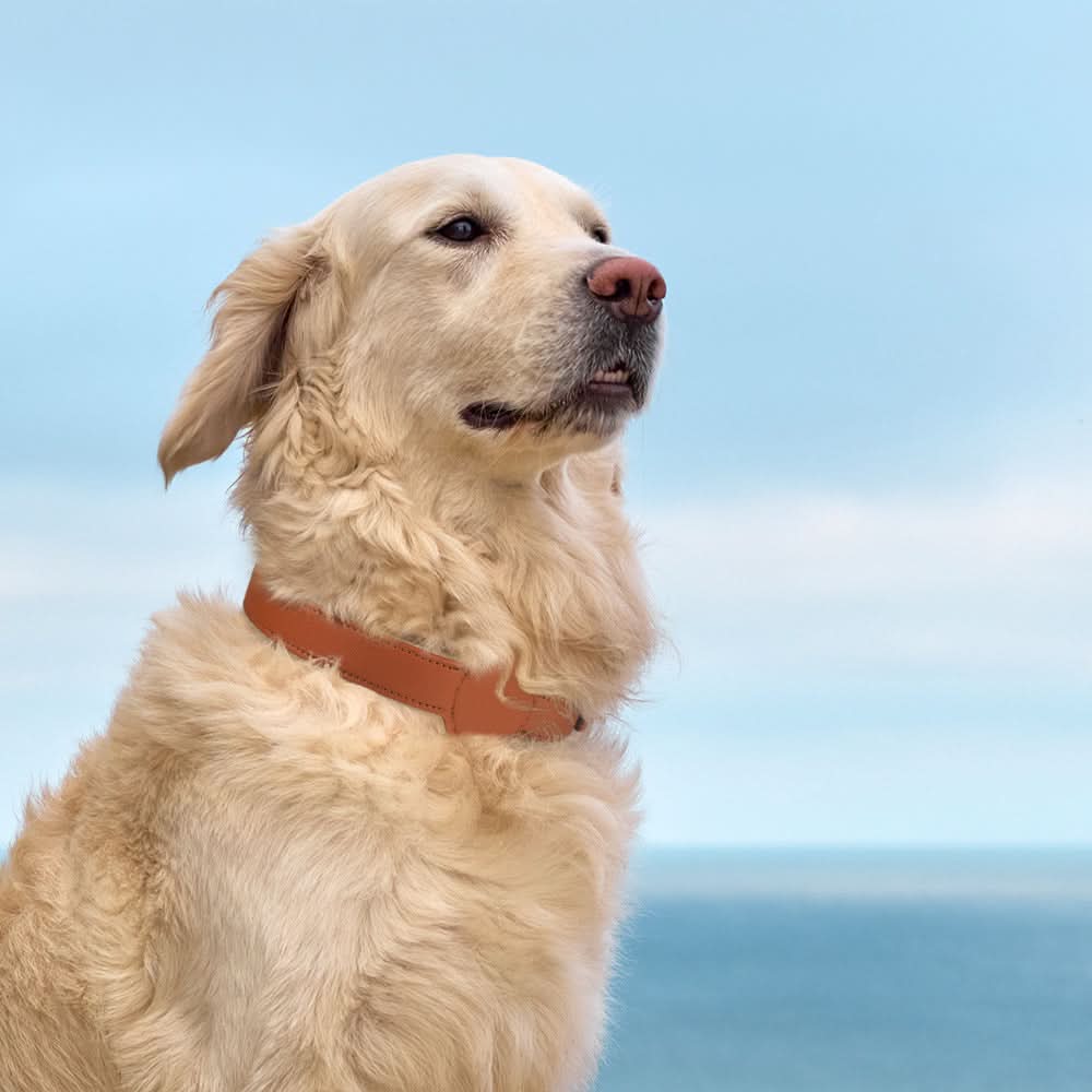 PawShield TrackTag Hundehalsband – Integrierte Halterung für Apple AirTag