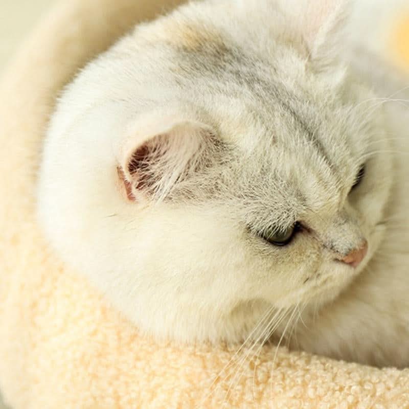 SilkPaw Sanctuary Cat Retreat — Stylish Design, Scratching Surface, Cozy Cushion