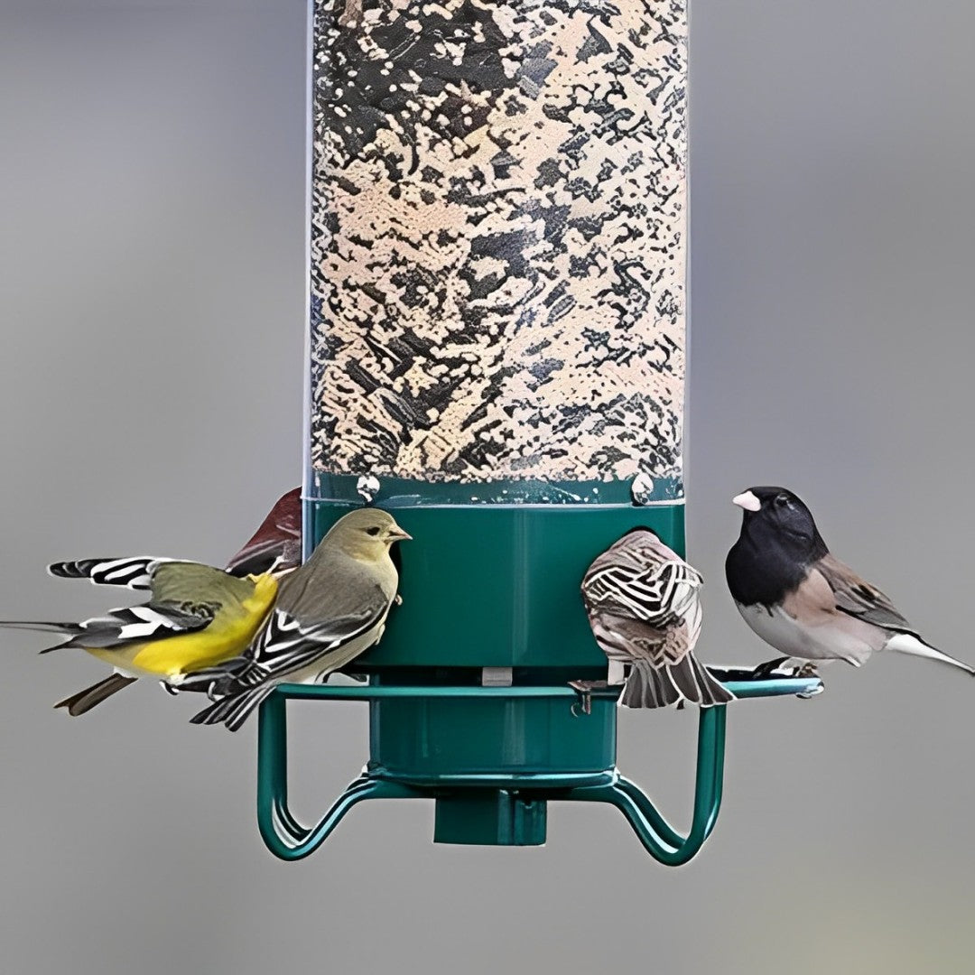 Squirrel-Proof Bird Feeder for Hassle-Free Backyard Birdwatching - Euroselle