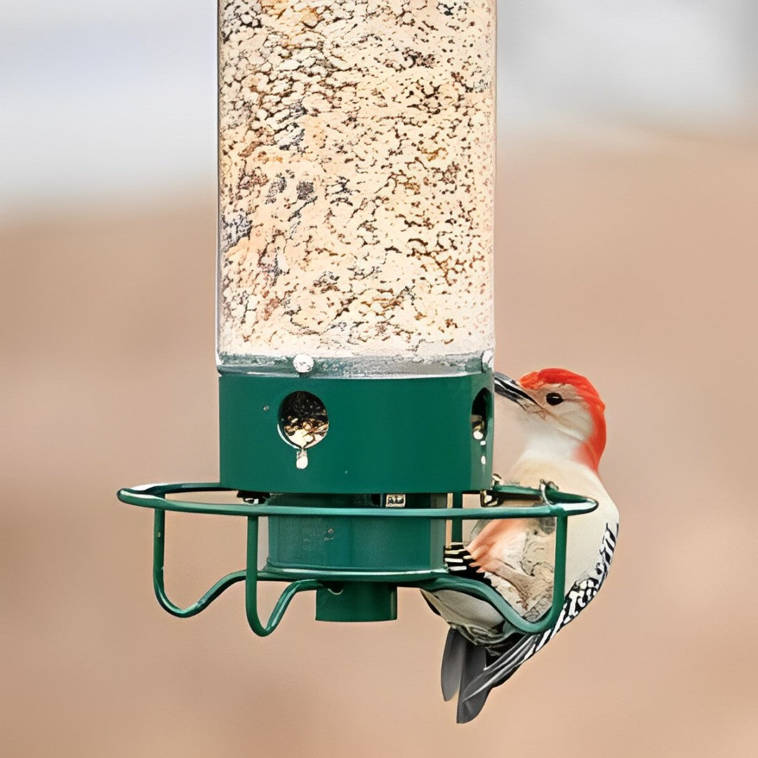 Squirrel-Proof Bird Feeder for Hassle-Free Backyard Birdwatching - Euroselle