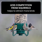 Squirrel-Proof Bird Feeder for Hassle-Free Backyard Birdwatching - Euroselle