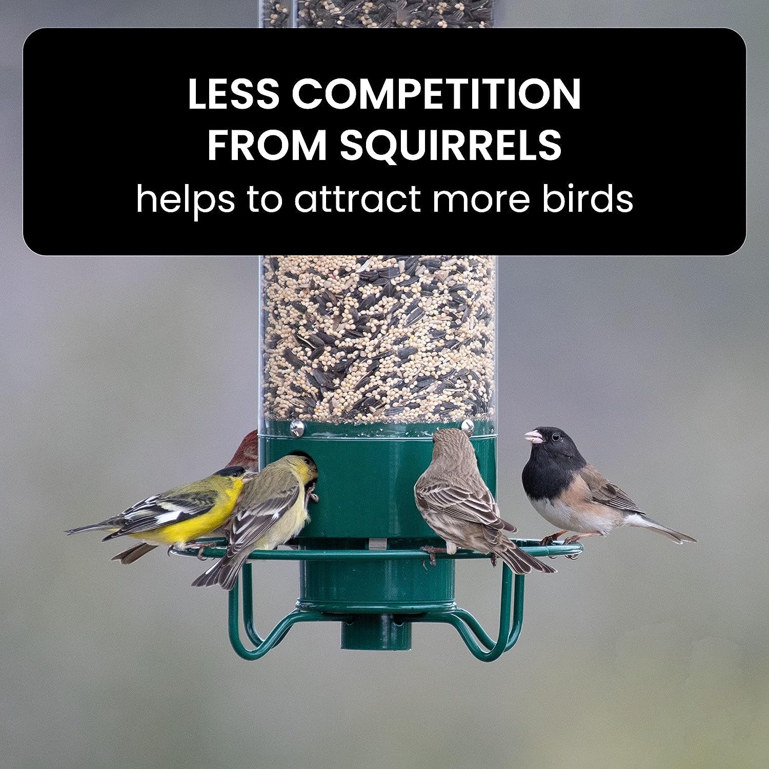 Squirrel-Proof Bird Feeder for Hassle-Free Backyard Birdwatching - Euroselle