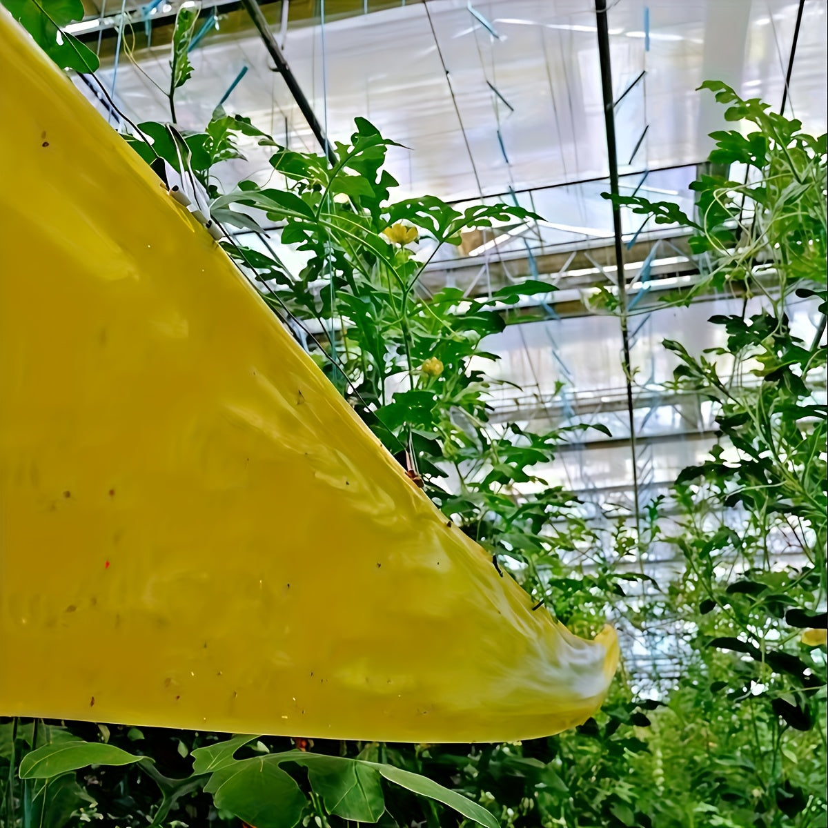 Sticky Outdoor Insect Barrier Tape - Euroselle