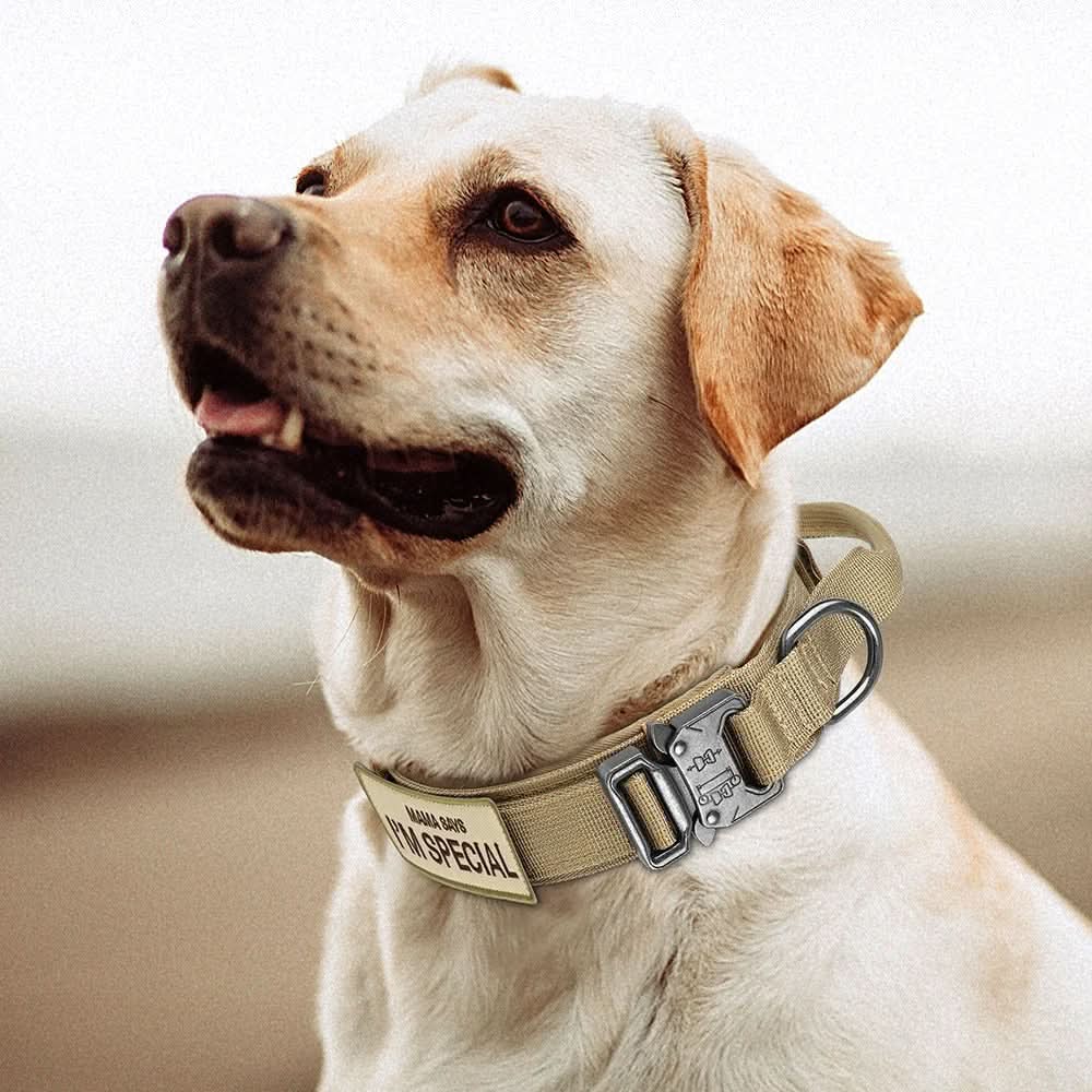 StealthPaw Verstellbares Hundehalsband-Set – Robuste Konstruktion, ganztägiger Tragekomfort