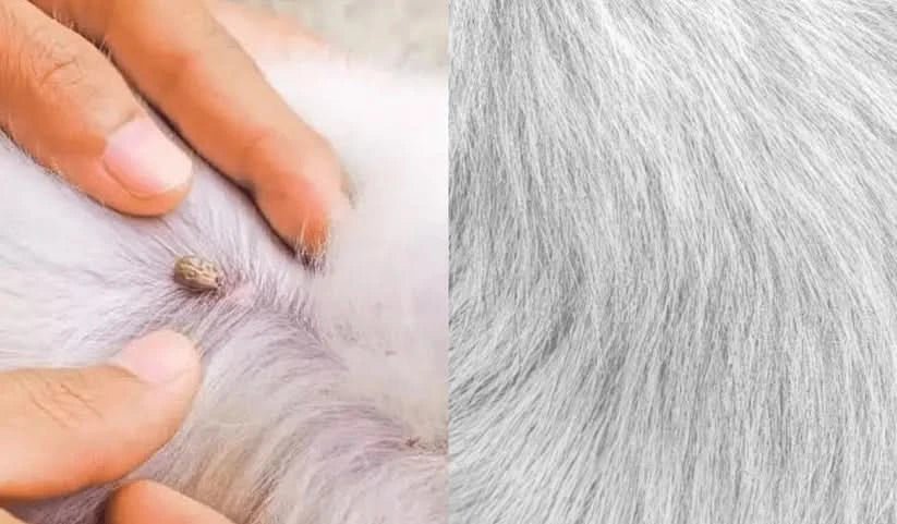 GuardPaws Schutzkragen gegen Flöhe und Zecken für Hunde und Katzen — Schutz für bis zu acht Wochen