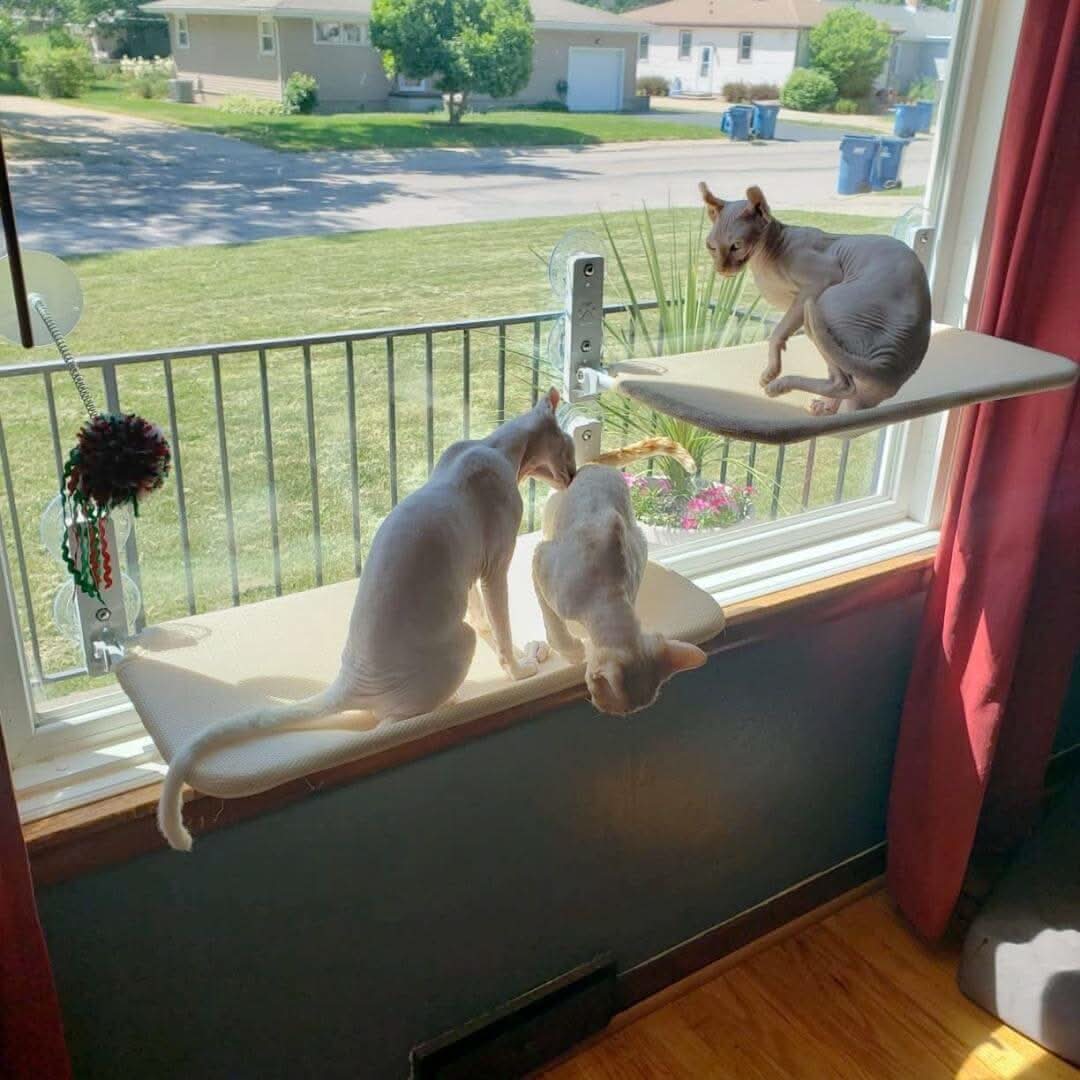 WhiskerNest Foldable Cat Hammock — Compact, Space-Saving Perch