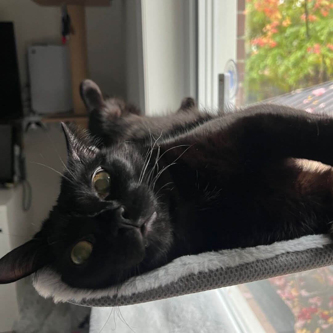 WhiskerNest Foldable Cat Hammock — Compact, Space-Saving Perch