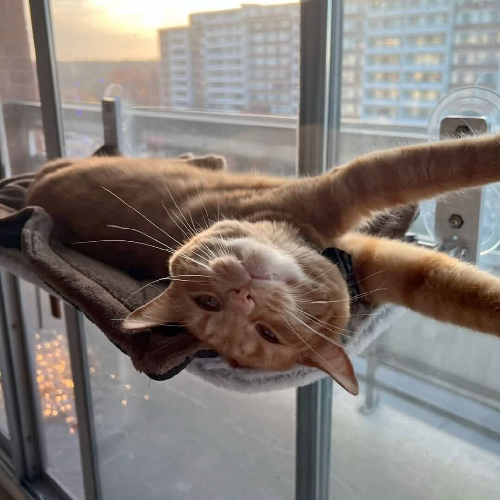 WhiskerNest Foldable Cat Hammock — Compact, Space-Saving Perch