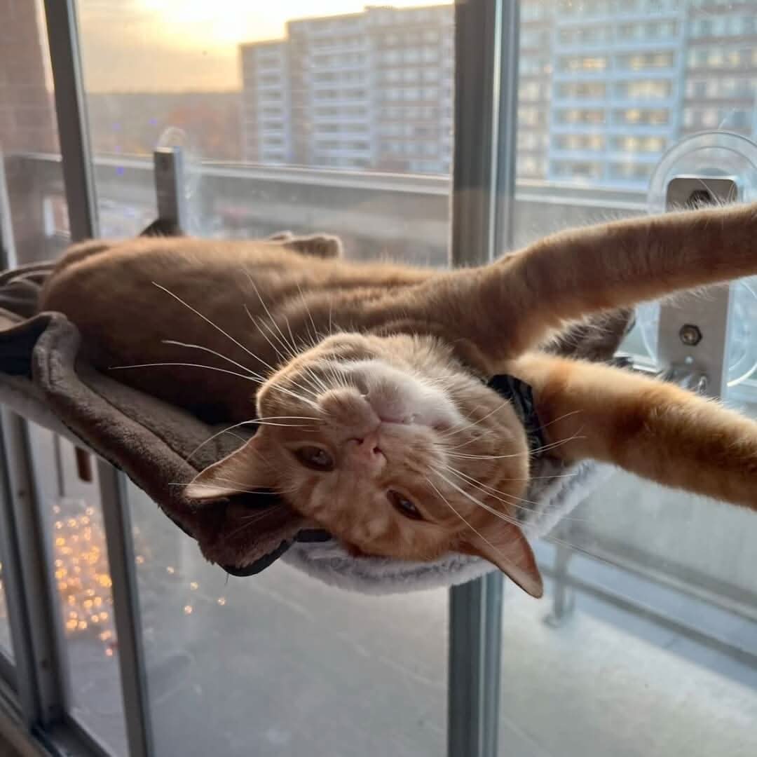WhiskerNest Foldable Cat Hammock — Compact, Space-Saving Perch