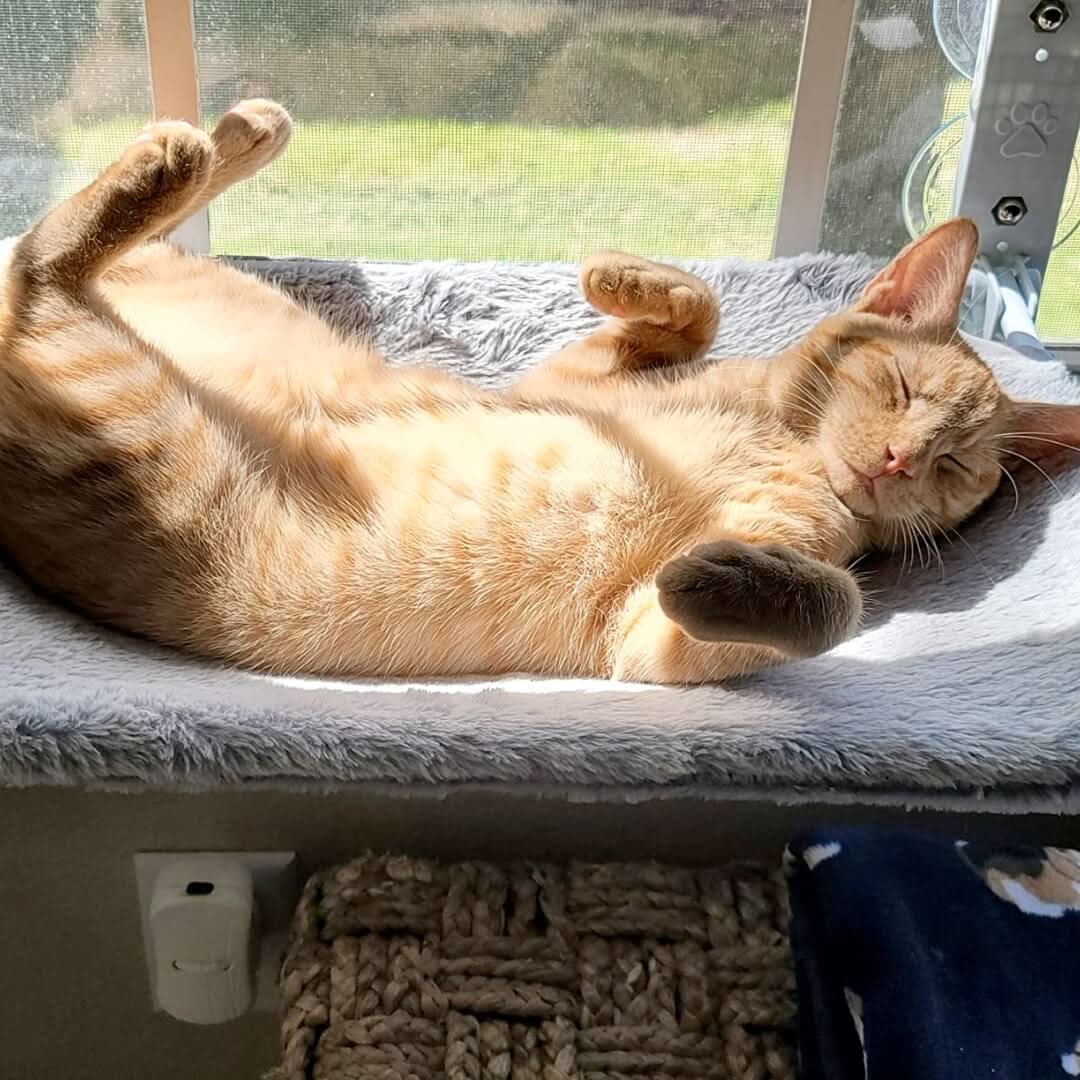 WhiskerNest Foldable Cat Hammock — Compact, Space-Saving Perch