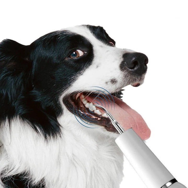Nettoyeur de dents ultrasonique pour chien - lumière LED, capteur automatique des gencives