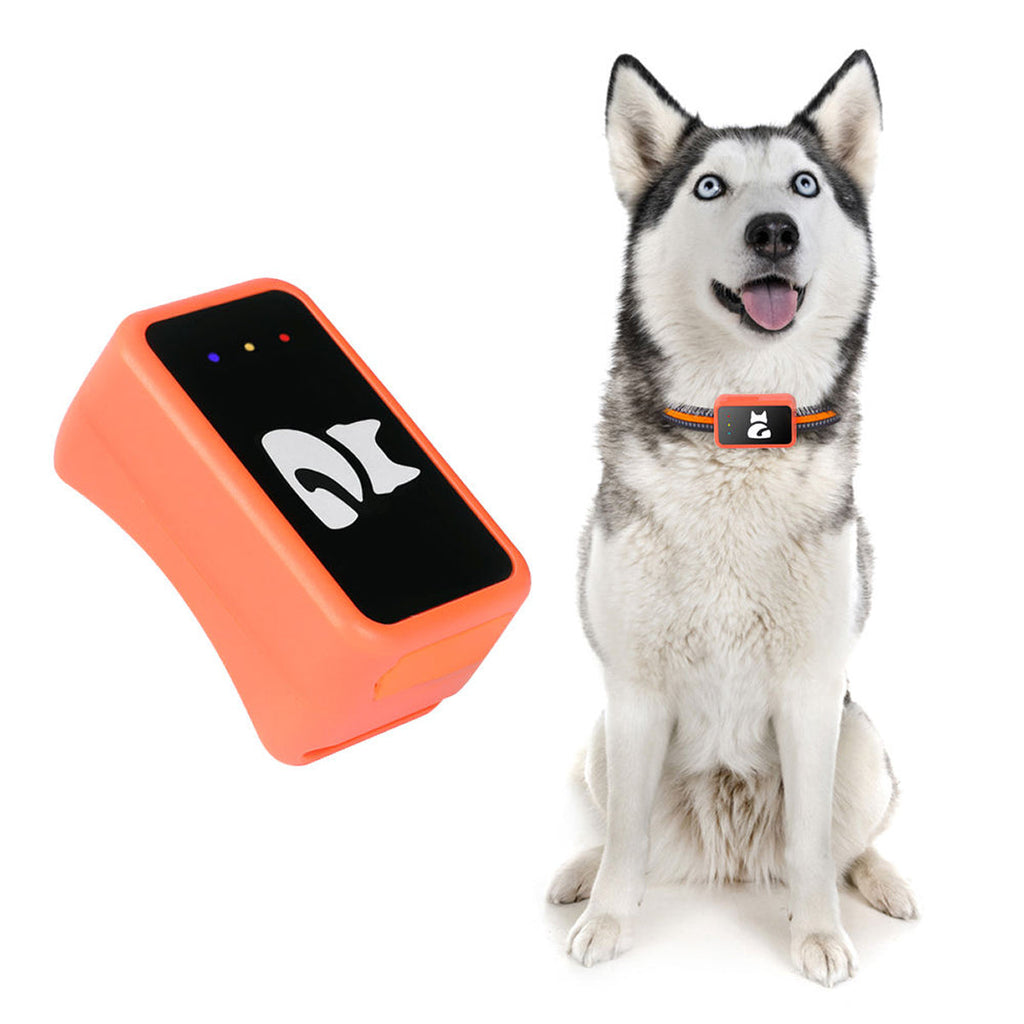 Localizzatore in tempo reale per gatti e cani di piccola taglia — avvisi con geofence, nessun costo mensile
