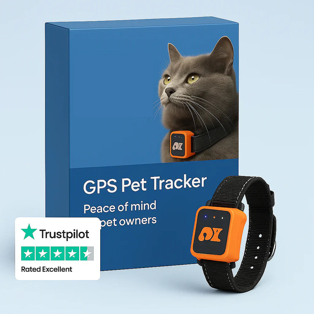 Localizzatore in tempo reale per gatti e cani di piccola taglia — avvisi con geofence, nessun costo mensile